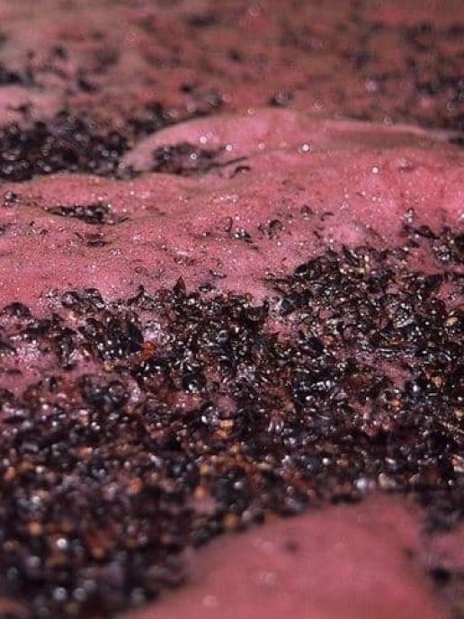 Analisi Mosto Concentrato