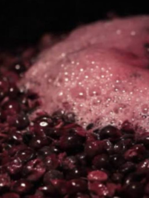 Analisi Mosto Concentrato