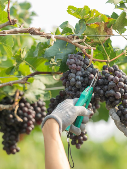 Vendemmia